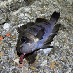 本荘人口島でメバリング｜スプリットで何とか…