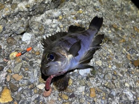 本荘人口島でメバリング｜スプリットで何とか…
