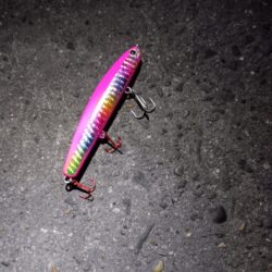 連日の釣果　シーバス２匹