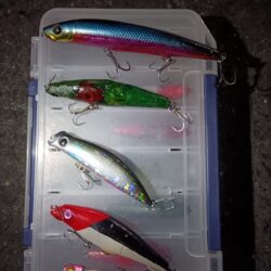 シーバス5匹(43cm〜55cm)