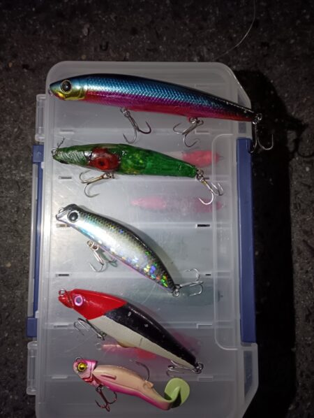 シーバス5匹(43cm〜55cm)