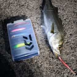 シーバス3匹（45cm〜50cm）