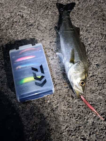 シーバス3匹（45cm〜50cm）