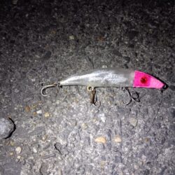 シーバス2匹(42cmと45cm)