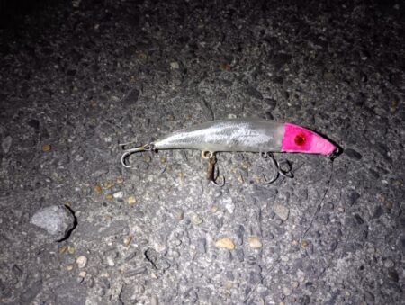 シーバス2匹(42cmと45cm)