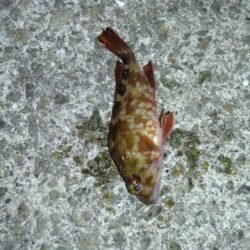 数年ぶりのリベンジへ。