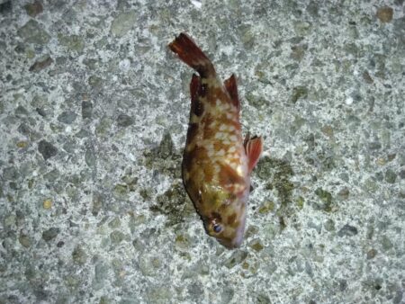 数年ぶりのリベンジへ。