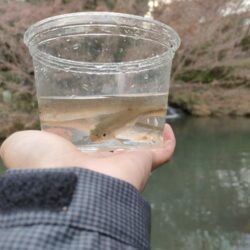 久しぶりにチャビングでカワムツ
