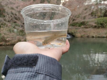 久しぶりにチャビングでカワムツ