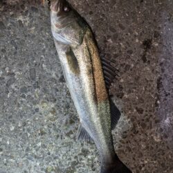 久しぶりの釣行