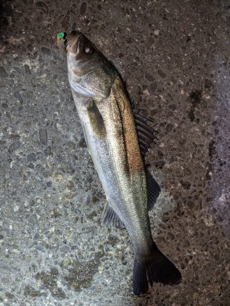 久しぶりの釣行