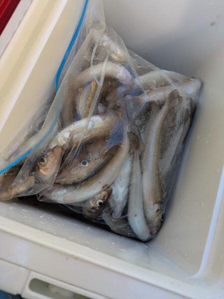 キス釣り☆荒川屋