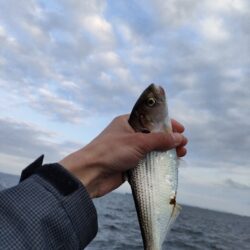 サビキ釣りでアジ