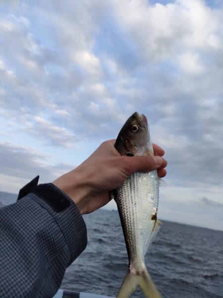 サビキ釣りでアジ