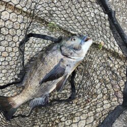 広島市内河川、春チニング