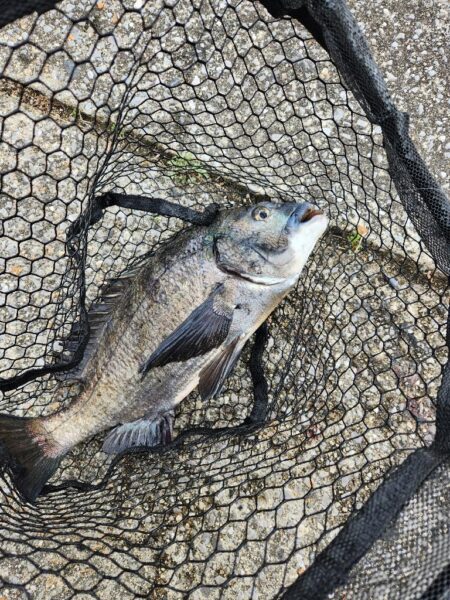 広島市内河川、春チニング