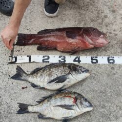 産卵前の荒食い