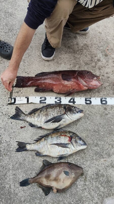 産卵前の荒食い