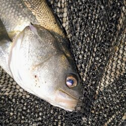 入れ食いは続かなかった⋯