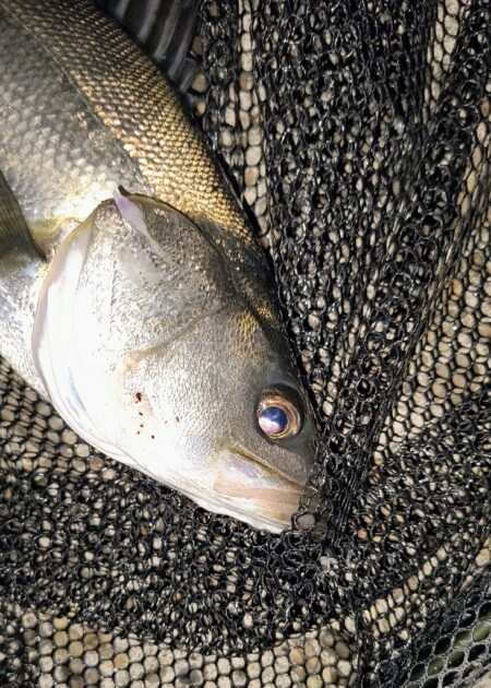 入れ食いは続かなかった⋯