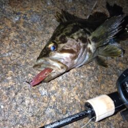 ベイトでメバリング