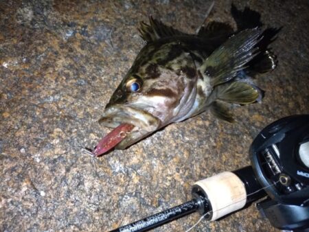 ベイトでメバリング