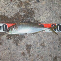 祭りわっしょいきた~