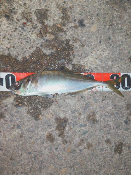 祭りわっしょいきた~