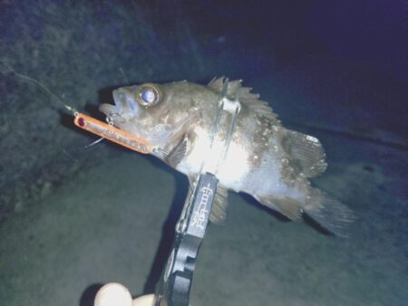 メバルプラッキング🎣