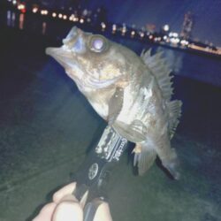 のんびりメバル狙い