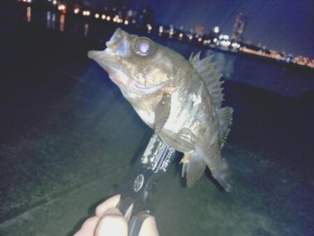 のんびりメバル狙い