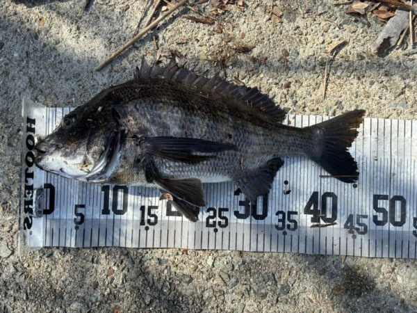 イチノ兄弟、釣果！