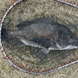 イチノ兄弟、釣果！