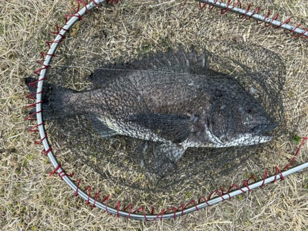 イチノ兄弟、釣果！