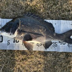 イチノ兄弟、釣果！