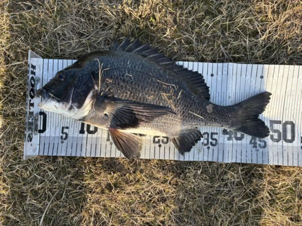 イチノ兄弟、釣果！