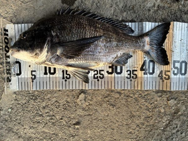 イチノ兄弟、釣果!