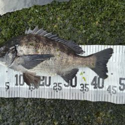 イチノ兄弟、釣果!