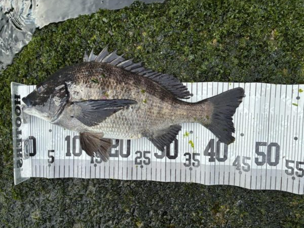 イチノ兄弟、釣果!