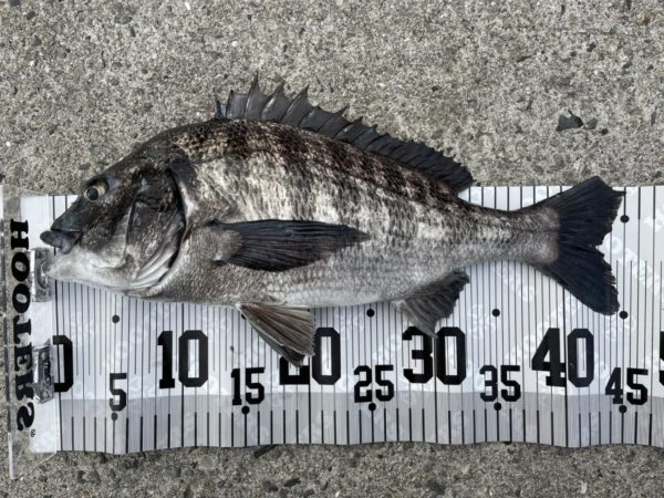 イチノ兄弟、釣果！