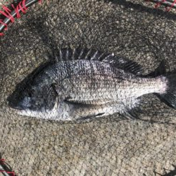 イチノ兄弟、釣果!