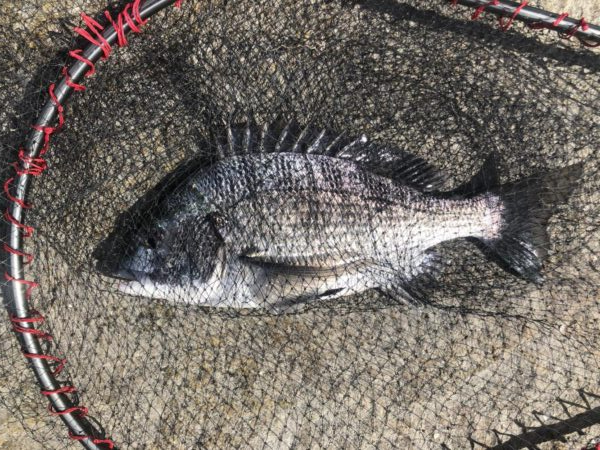 イチノ兄弟、釣果!