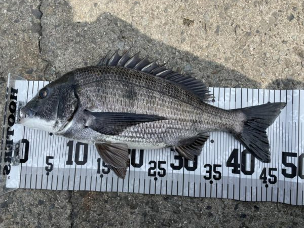 イチノ兄弟、釣果!