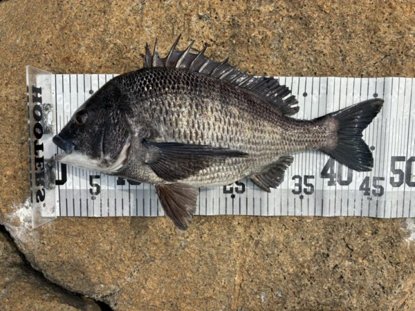 イチノ兄弟、釣果!