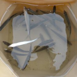 伊庭内湖ホンモロコ釣り