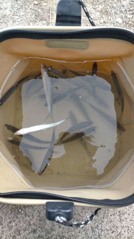 伊庭内湖ホンモロコ釣り