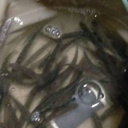 今が最盛期?伊庭内湖でホンモロコ釣り