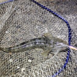 自己新更新。シーバス狙いやけど