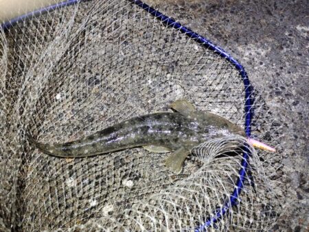 自己新更新。シーバス狙いやけど