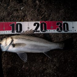 アジングのつもりが